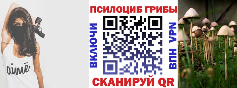 как найти Сольцы Псилоцибиновые грибы Magic Shrooms